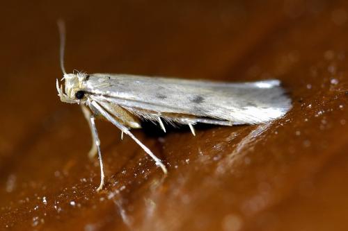 Réf. 336 409 : Borkhausenia nefrax